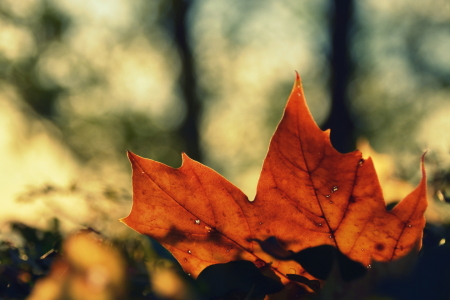 Bild-Nr: 12640119 Herbst Erstellt von: GUGIGEI