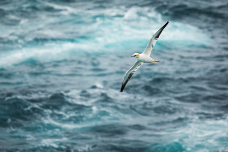 Bild-Nr: 12684045 Frei wie ein Vogel Erstellt von: Daniela Beyer