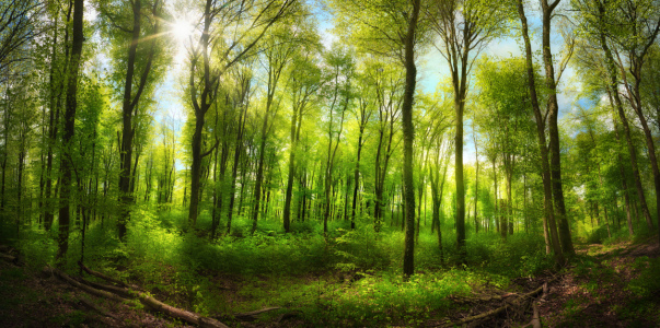Bild-Nr: 12697720 Grüner Wald mit erhebendem Sonnenschein Erstellt von: Smileus