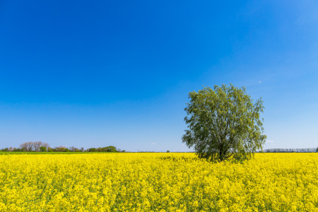 Bild-Nr: 12728018 Blühendes Rapsfeld im Frühling Erstellt von: Rico Ködder