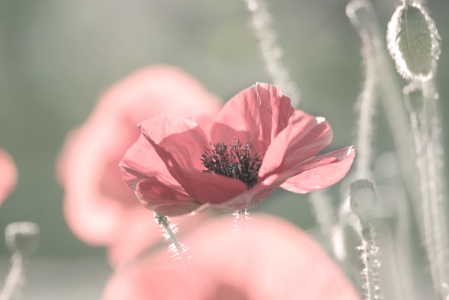 Bild-Nr: 12732619 Mohnblüte in Lachsfarben Erstellt von: Tanja Riedel