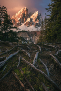Bild-Nr: 12740270 Dolomiten Peitlerkofel Wurzelwerk Erstellt von: Jean Claude Castor