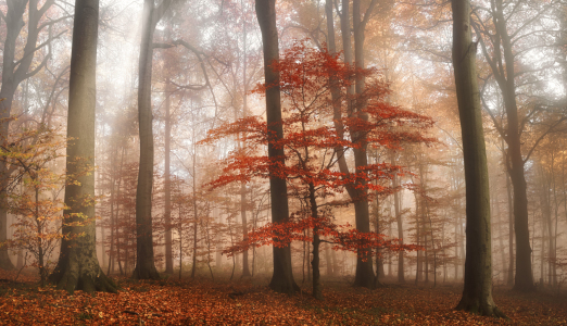 Bild-Nr: 12755560 Roter Baum in verträumten nebligen Wäldern Erstellt von: Smileus