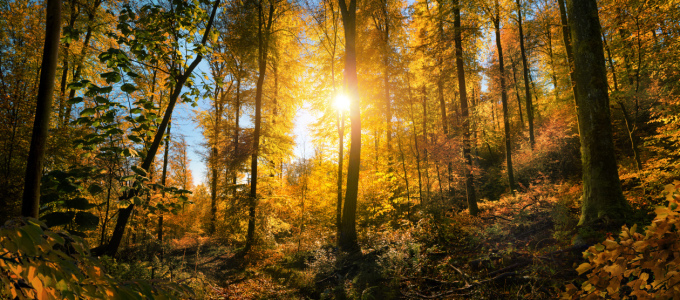 Bild-Nr: 12756576 Lebhafte Herbstlandschaft im Wald Erstellt von: Smileus