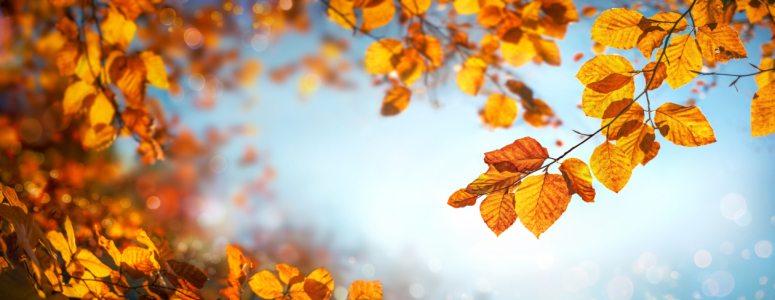 Bild-Nr: 12756888 Herbstblätter auf blauem Himmel Erstellt von: Smileus