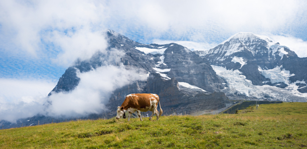 Bild-Nr: 12781388 Grasende Kuh vor der Eiger Nordwand Erstellt von: SusaZoom