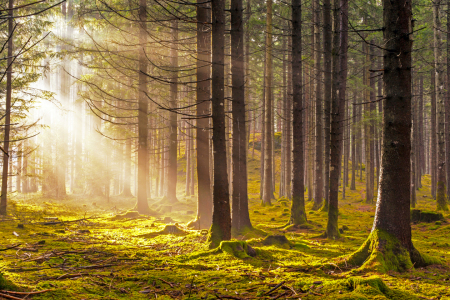 Bild-Nr: 12794265 Sonnenstrahlen im Wald Erstellt von: wompus