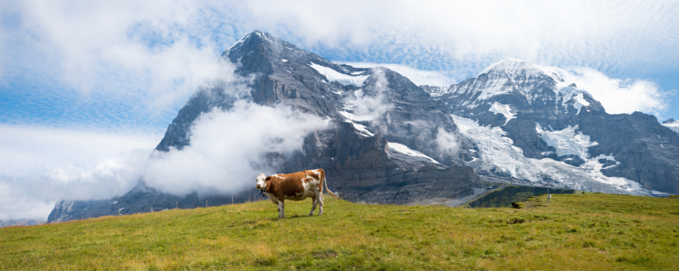 Bild-Nr: 12798232 Gescheckte Kuh vor der Eiger Nordwand Erstellt von: SusaZoom