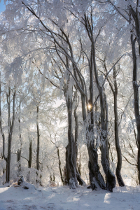 Bild-Nr: 12799851 Sonne im Winterwald Erstellt von: Daniela Beyer