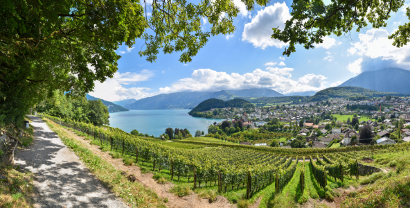 Bild-Nr: 12811669 Aussicht am Rebberg Spiez auf den Thunersee Erstellt von: SusaZoom