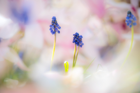 Bild-Nr: 12815289 Traumhafte Frühblüher im Garten Erstellt von: Tanja Riedel
