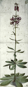 Bild-Nr: 30002998 Dürer / Turk's cap lily Erstellt von: Dürer, Albrecht