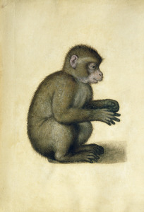 Bild-Nr: 31000345 A Monkey Erstellt von: Dürer, Albrecht