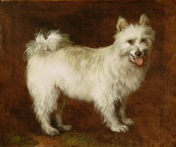 Bild-Nr: 31000448 Spitz Dog, c.1760-70 Erstellt von: Gainsborough, Thomas