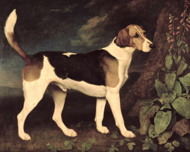 Bild-Nr: 31001431 Ringwood, a Brocklesby Foxhound, 1792 Erstellt von: Stubbs, George