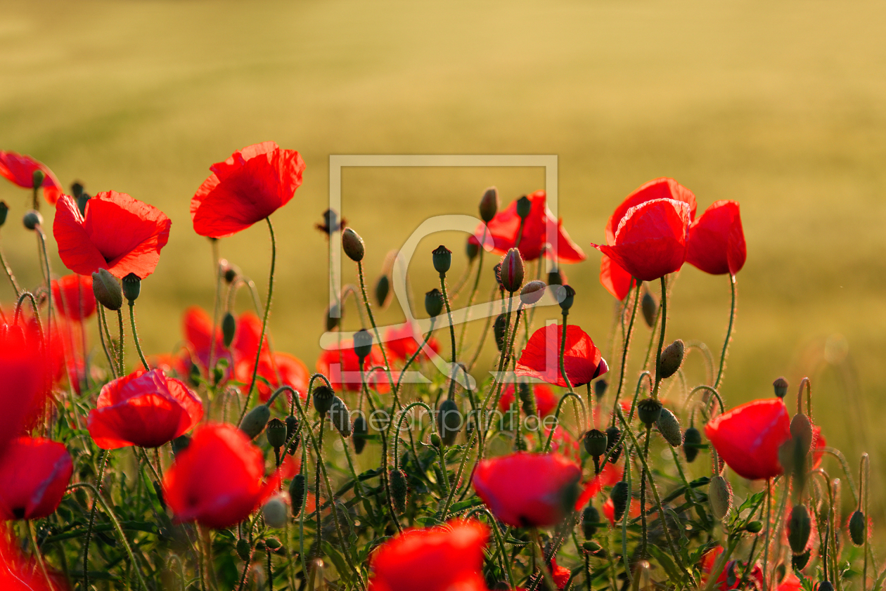 Mohnblumen as a canvas print 11292958 | Fine Art Pri...