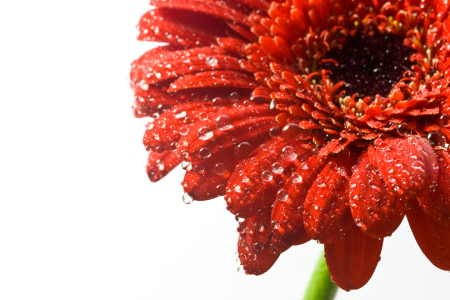 Picture no: 9562096 rote Gerbera mit Tropfen Created by: lightart