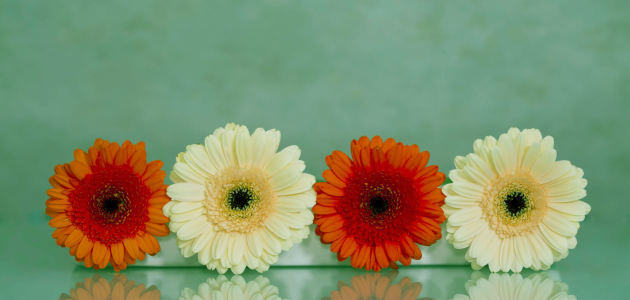Picture no: 10028987 Gerbera Created by: Anja Peschel