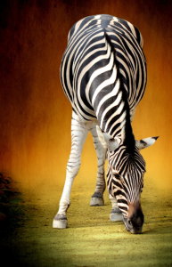 Picture no: 10732489 Zebra Created by: Heike Hultsch