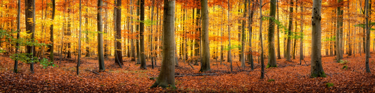 Goldener Herbst As A Wallpaper Print Fine