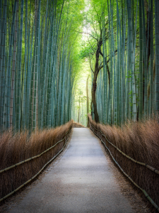 Picture no: 12449296 Bambuswald in Arashiyama Created by: eyetronic
