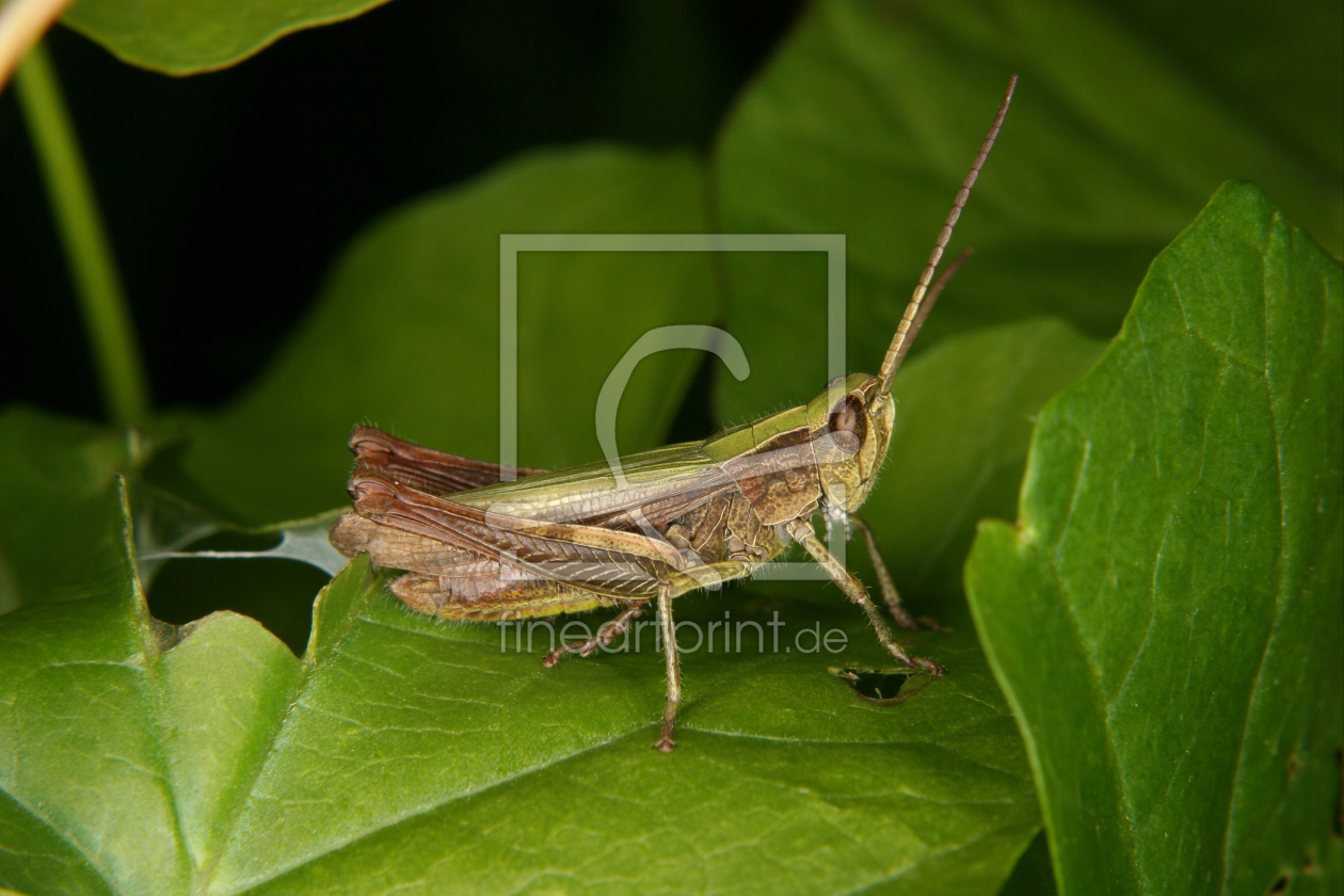 Bild-Nr.: 10000137 Feldgrashüpfer (Chorthippus apricarius) erstellt von tdietrich