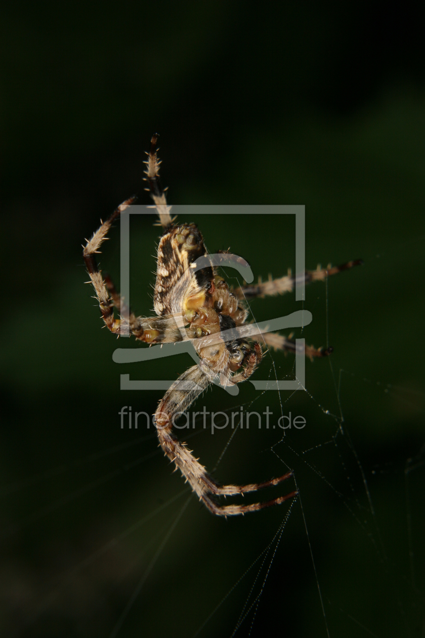 Bild-Nr.: 10000183 Gartenkreuzspinne  (Araneus diadematus) erstellt von tdietrich