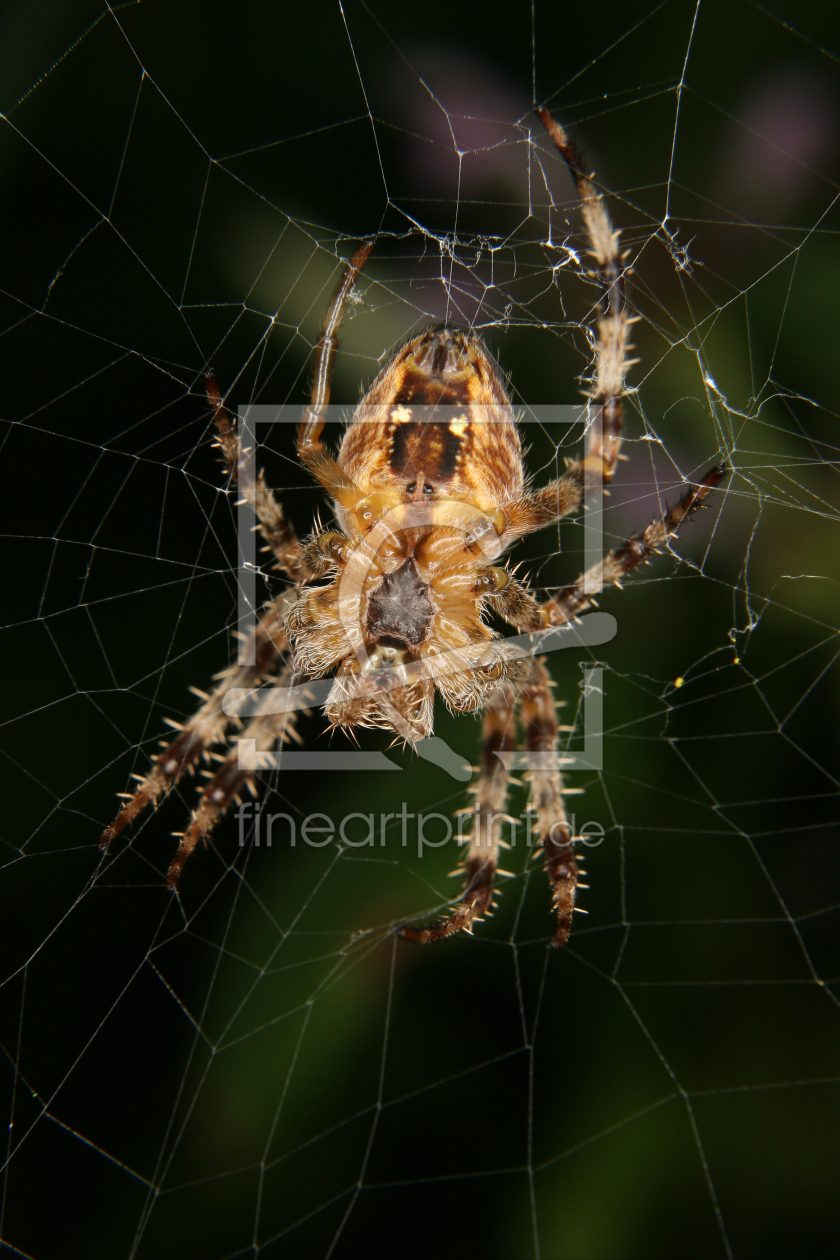 Bild-Nr.: 10000225 Gartenkreuzspinne  (Araneus diadematus) erstellt von tdietrich