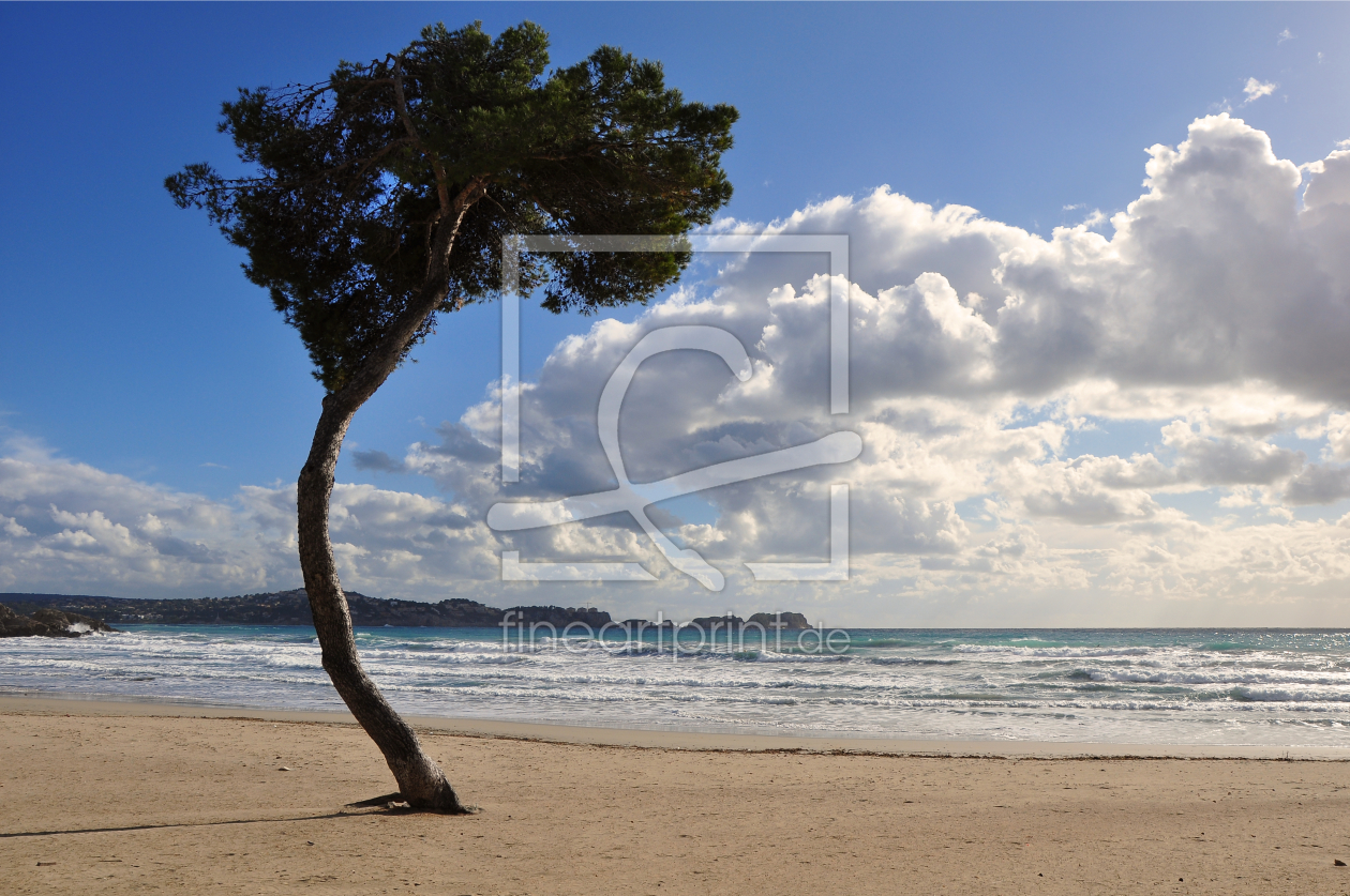 Bild-Nr.: 10001239 Pinie am Strand erstellt von Almut Rother