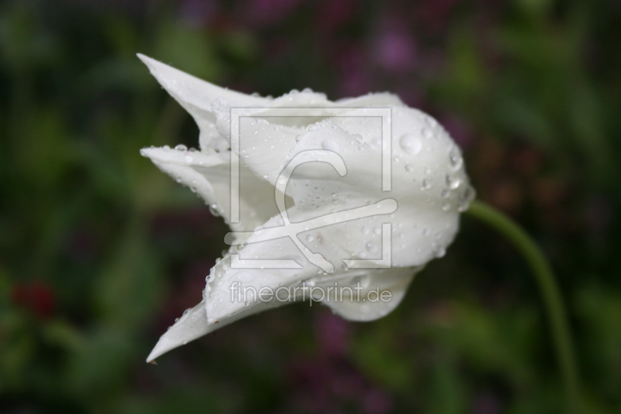 Bild-Nr.: 10002235 Tulpe mit Morgentau erstellt von WeinMi