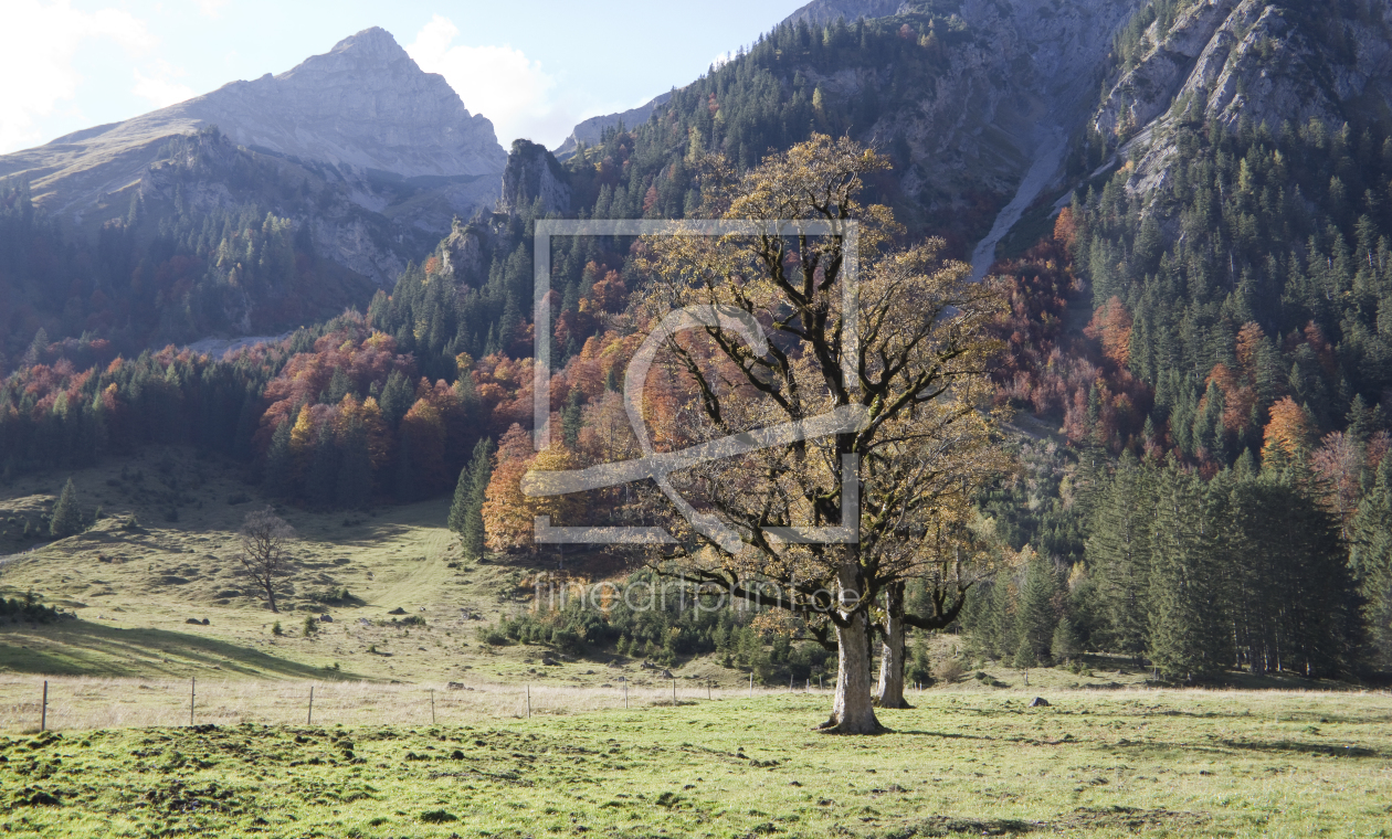 Bild-Nr.: 10002297 Alter knorriger Baum im großen Ahornboden erstellt von Rene Müller