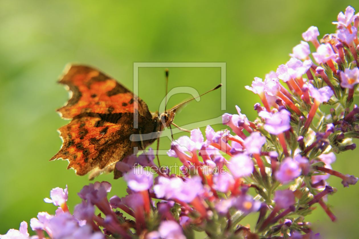 Bild-Nr.: 10002461 Butterfly erstellt von FotoManie