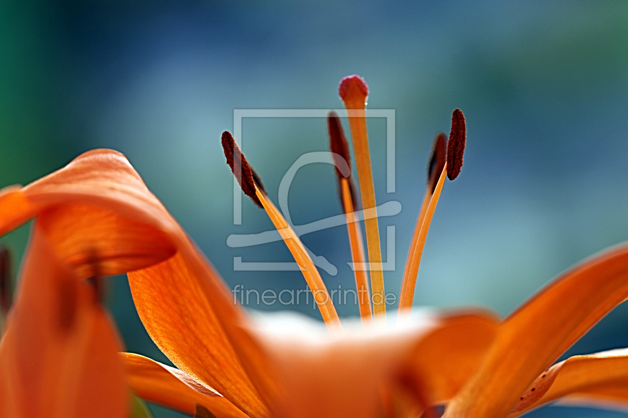 Bild-Nr.: 10002891 Elegant Bild-Nr.: 10002891 Elegant erstellt von Renate Knapp