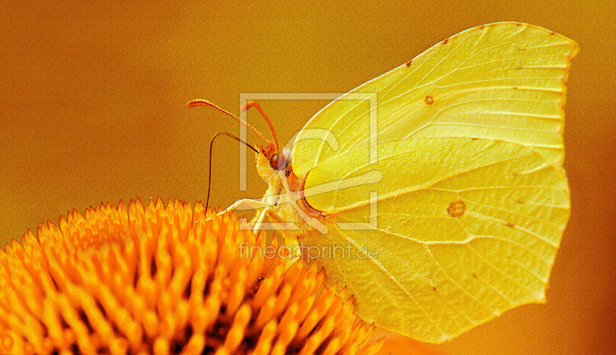 Bild-Nr.: 10002935 Schmetterling erstellt von Atteloi