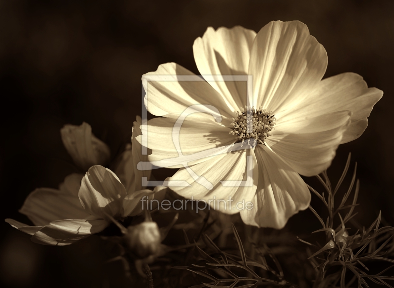 Bild-Nr.: 10003059 Cosmea erstellt von gabii40