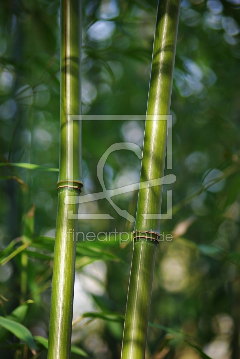 Bild-Nr.: 10004397 Bambusstäbe erstellt von gabii40