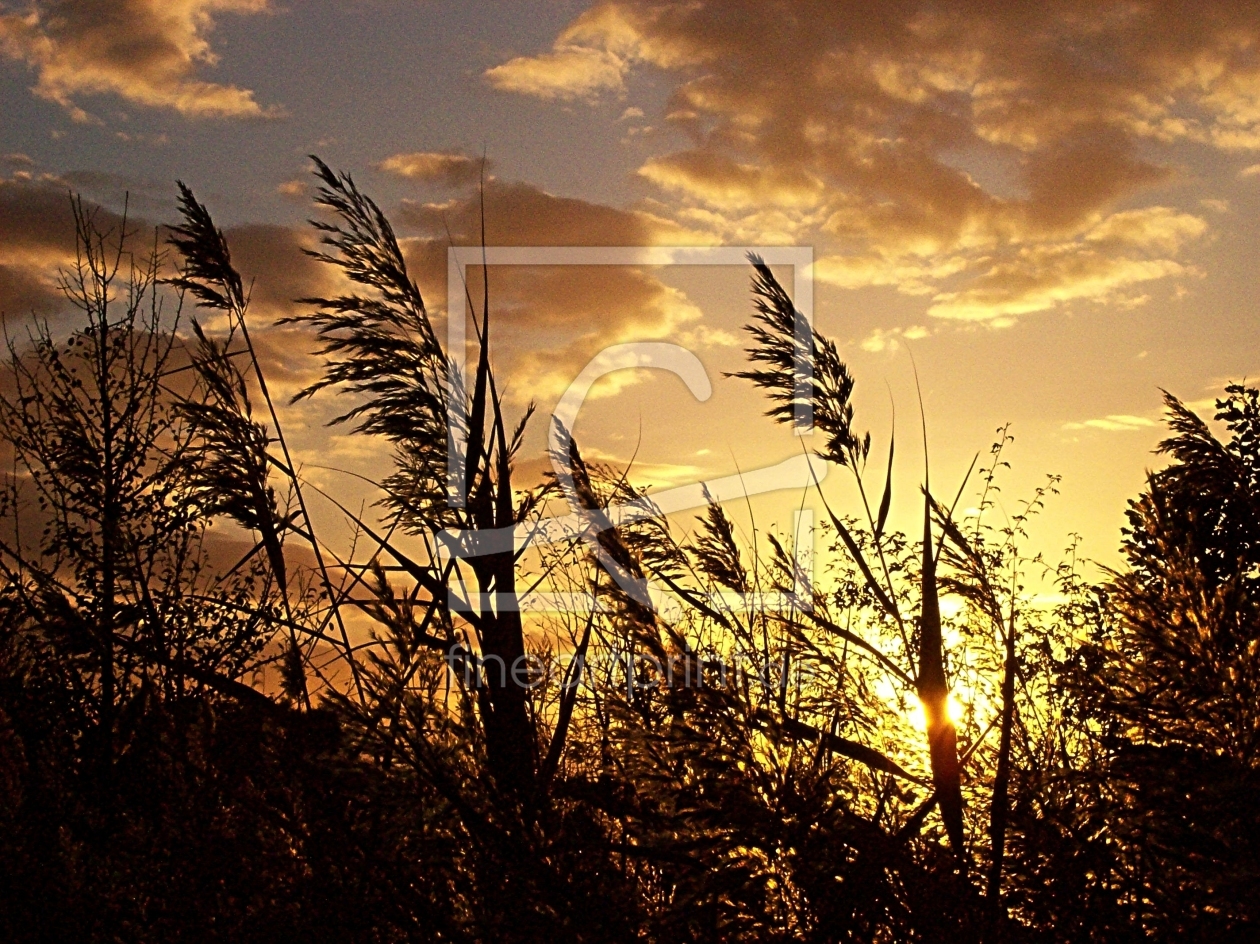Bild-Nr.: 10005959 Golden Sunset Bild-Nr.: 10005959 Golden Sunset erstellt von Marion227