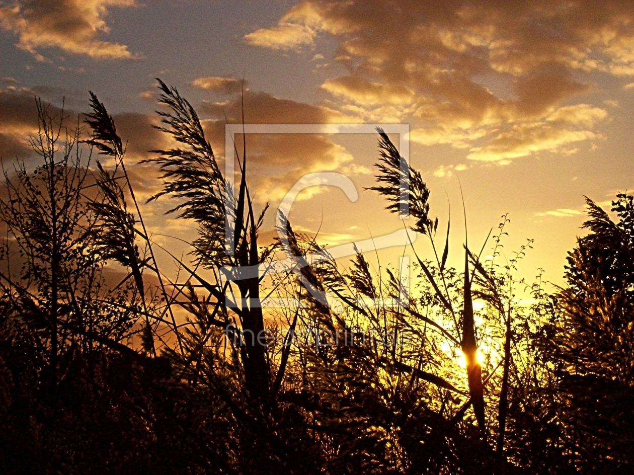 Bild-Nr.: 10005959 Golden Sunset erstellt von Marion227