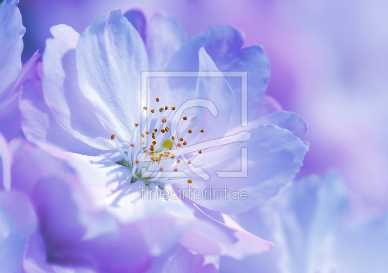 Bild-Nr.: 10006205 Kirschblüte Bild-Nr.: 10006205 Kirschblüte erstellt von Atteloi