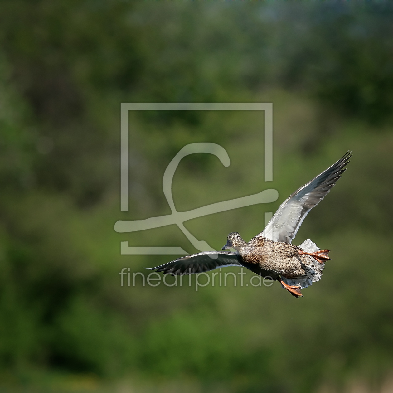 Bild-Nr.: 10006655 Ente erstellt von FotoDeHRO