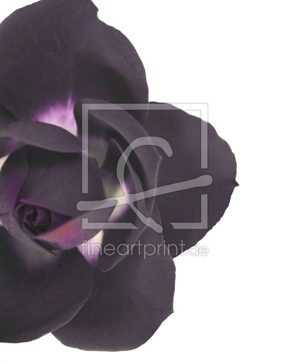 Bild-Nr.: 10007585 Black rose erstellt von Artvoni