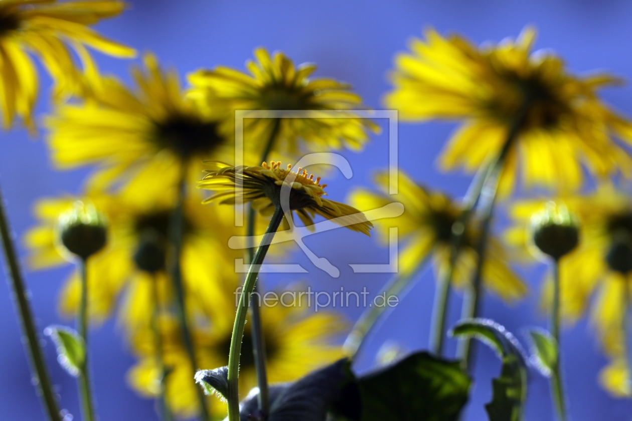 Bild-Nr.: 10008155 Sunmagic erstellt von Renate Knapp