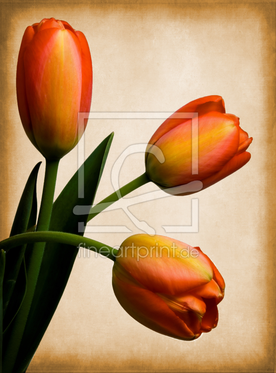 Bild-Nr.: 10009327 Tulpen Bild-Nr.: 10009327 Tulpen erstellt von Uwe Jahn