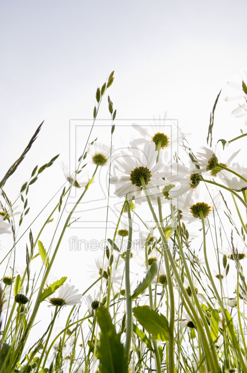 Bild-Nr.: 10010379 Sonnenwiese erstellt von danielschoenen