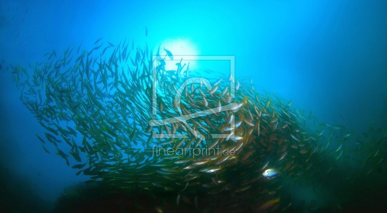 Bild-Nr.: 10010413 Fischschwarm erstellt von Sukanya
