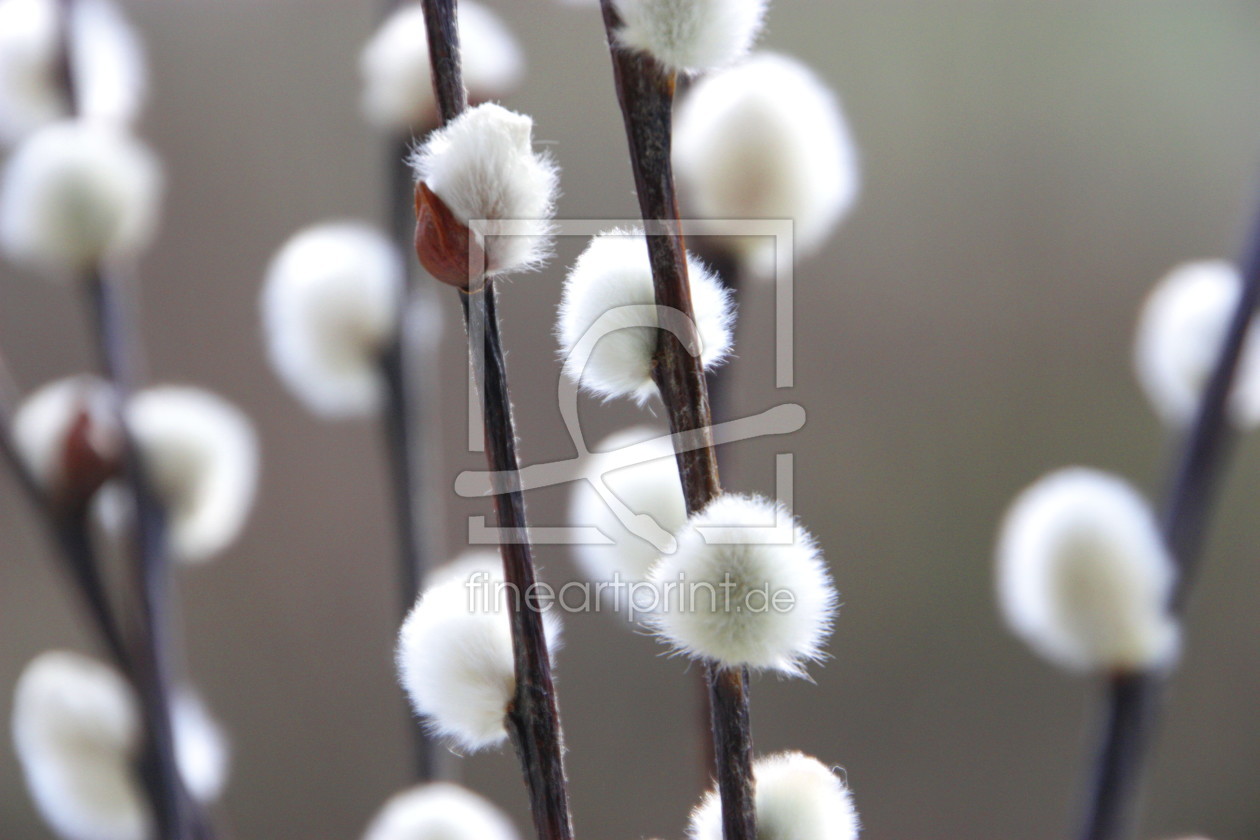 Bild-Nr.: 10010995 Weidenkätzchen I erstellt von Flowerfairy