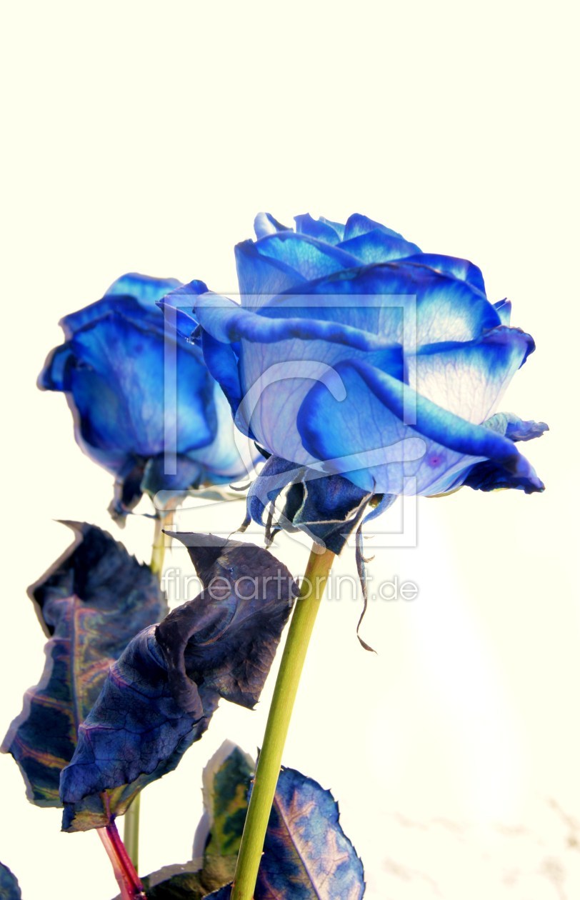 Bild-Nr.: 10011013 Blue Rose In The Mirror erstellt von Nepomuk