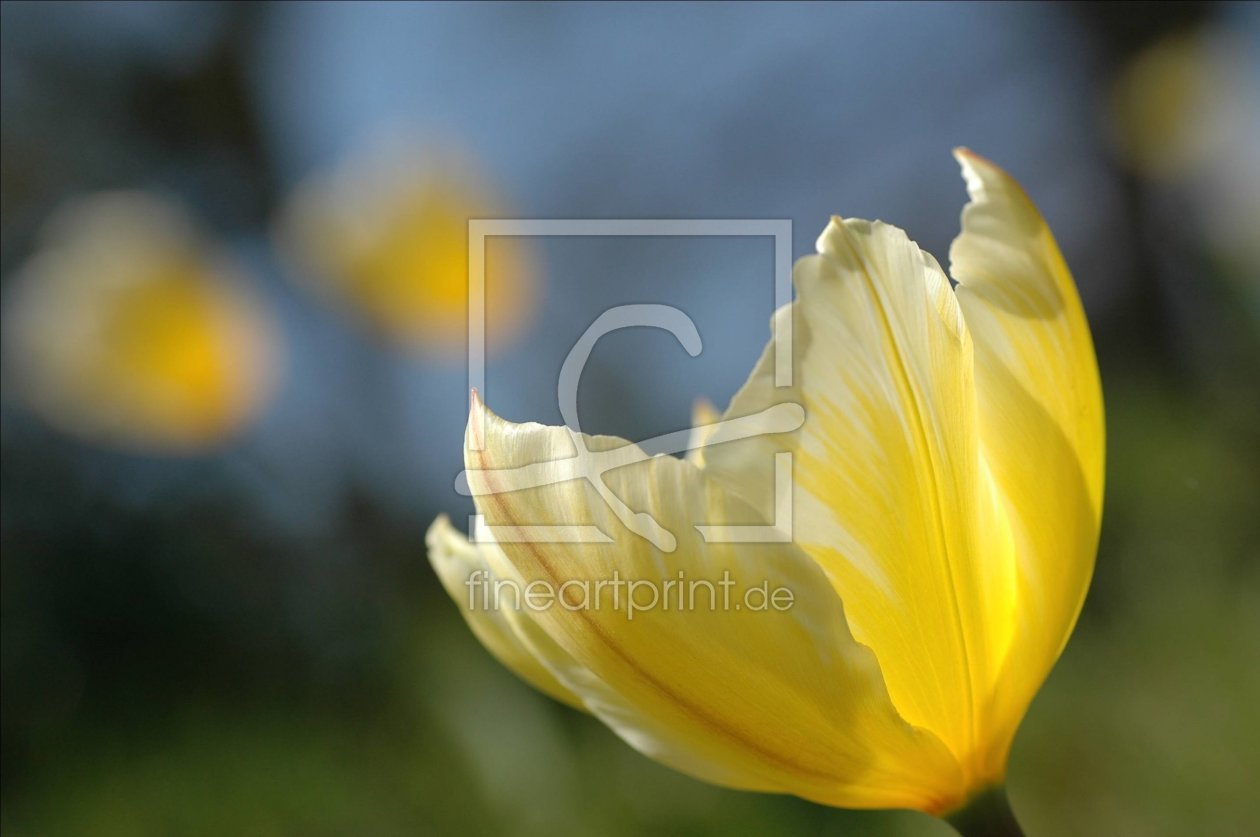 Bild-Nr.: 10011453 Tulpe erstellt von Stupsi