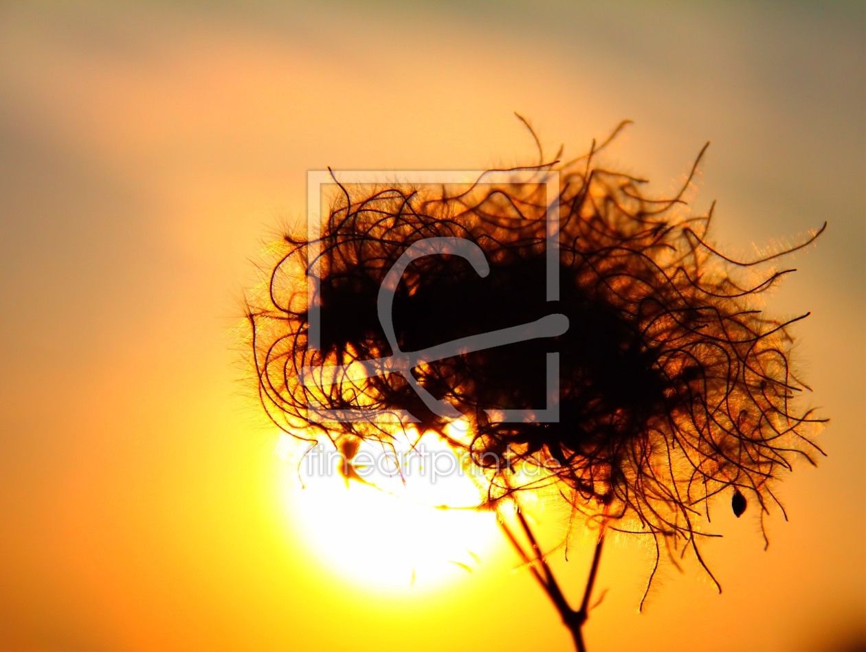 Bild-Nr.: 10012215 Clematis im Sonnenuntergang erstellt von falconer59