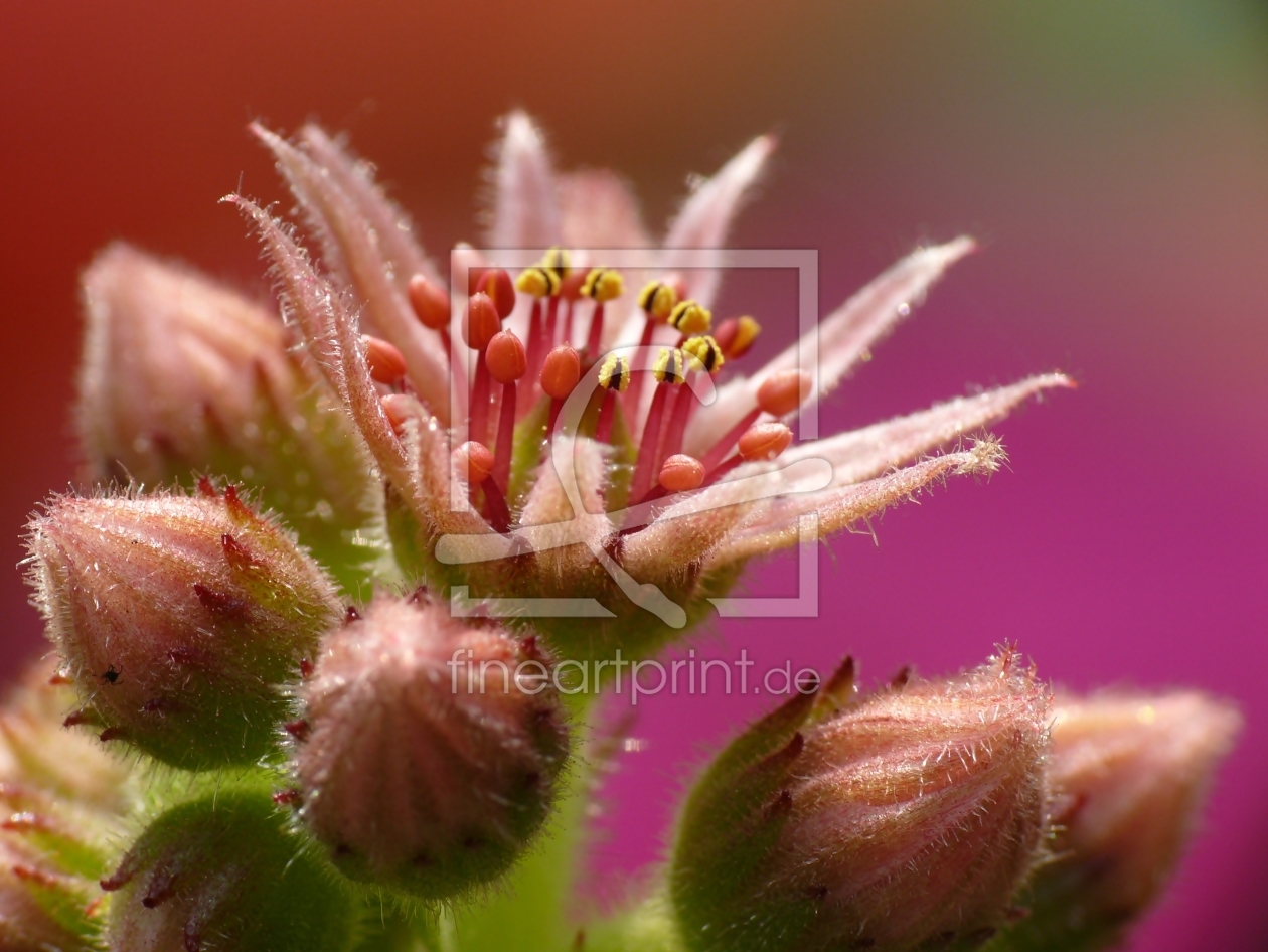 Bild-Nr.: 10012383 Blüten einer Dach-Hauswurz (Sempervivum tectorum)  erstellt von gabii40